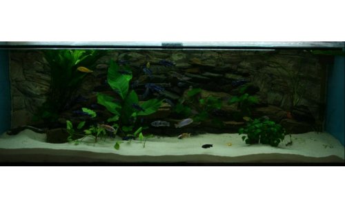 Malawi Mbuna Becken 756l